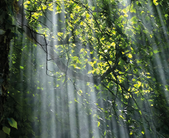 Sustainability